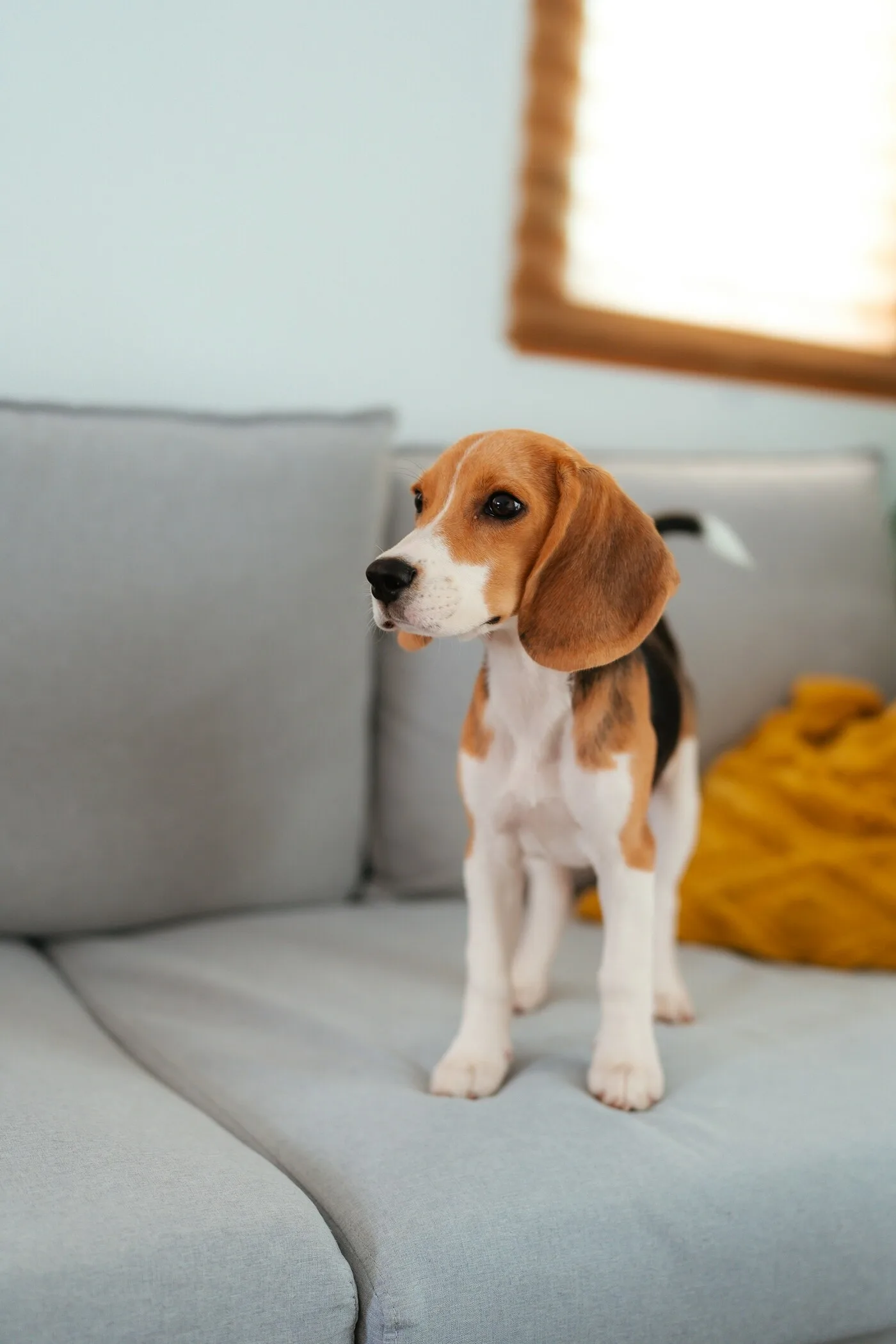 A beagle puppy standing on a couch in a cozy living room